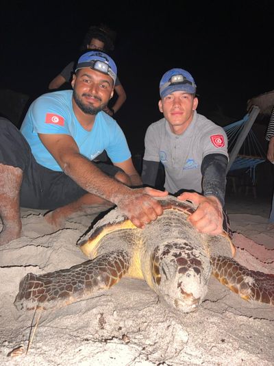 Tortue Marine