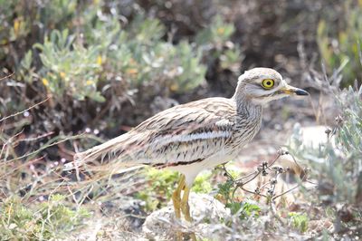 Oiseaux marins