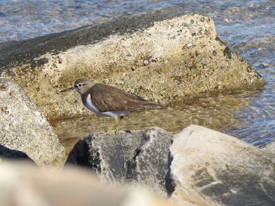 Oiseaux marins