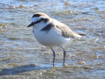 Oiseaux marins