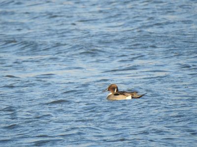 Oiseaux marins