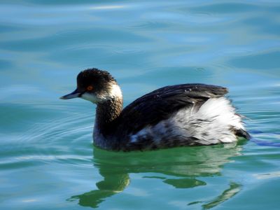 Oiseaux marins