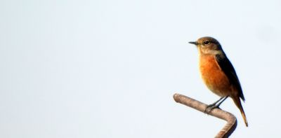 Oiseaux marins