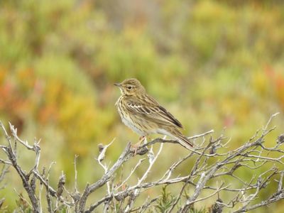Oiseaux marins