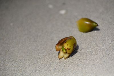 Posidonie