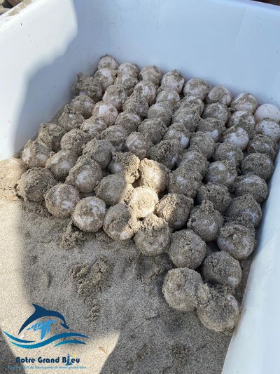 Tortue Marine
