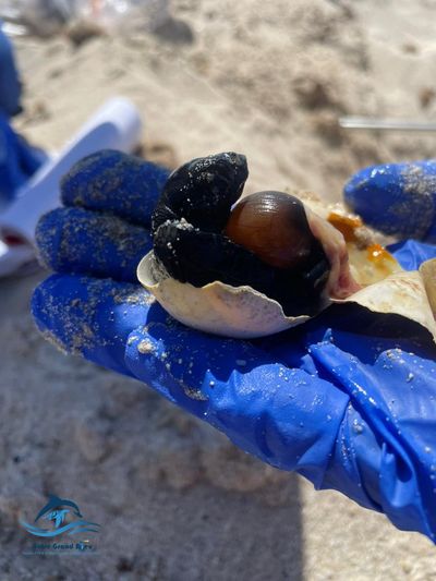 Tortue Marine